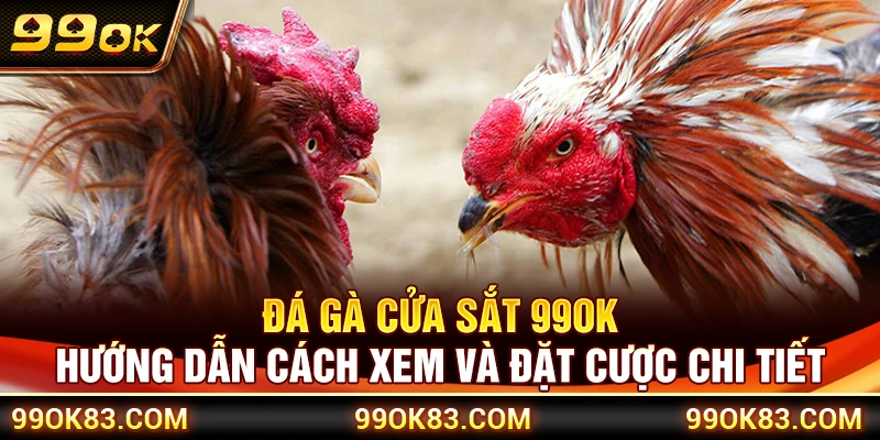 Đá Gà Cựa Sắt 99OK – Hướng Dẫn Cách Xem Và Đặt Cược Chi Tiết
