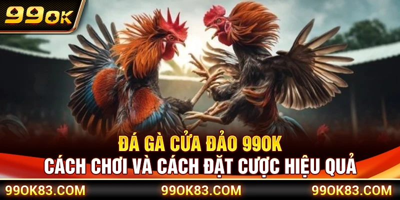 Đá Gà Cửa Đảo 99OK – Cách Chơi Và Cách Đặt Cược Hiệu Quả